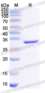 Валидация AntibodySystem YXX24101