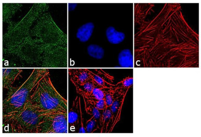 Валидация AssayVector ARM1253(660)