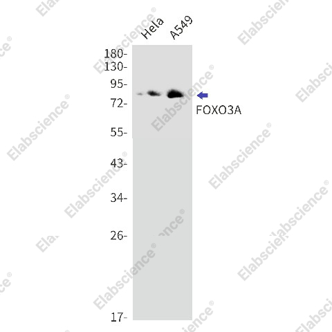 Вестерн-блоттинг, FOXO3A, клетки HeLa и A549