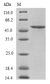 SDS-PAGE