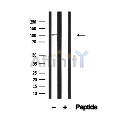 Валидация Affinity AF4693 - 2309