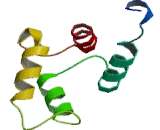 Lymphocyte Cytosolic Protein 1 (LCP1)