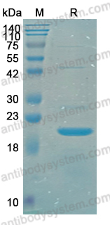 YHF93701, SDS-PAGE