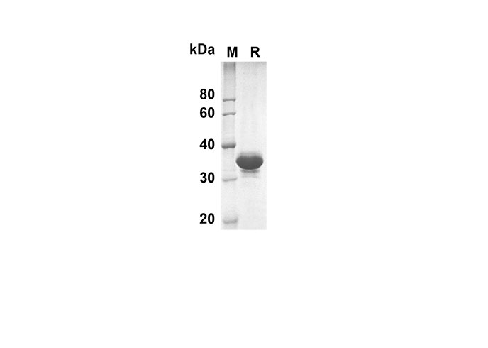 Валидация Elabscience PDEH100500(19)