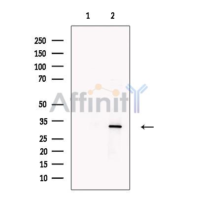 Валидация Affinity DF13698 - 9299