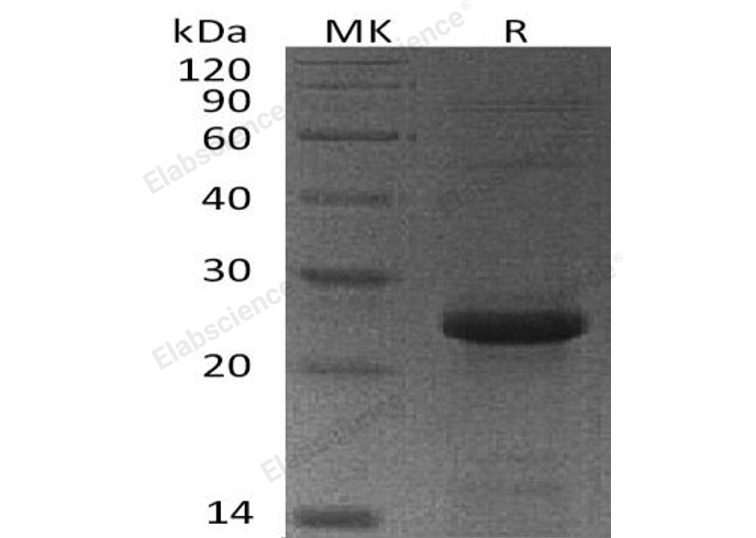 Валидация Elabscience PKSH032031(2588)