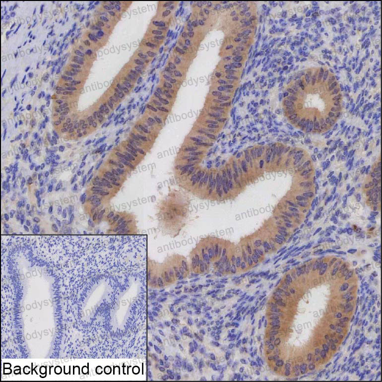 Валидация AntibodySystem RHJ49401