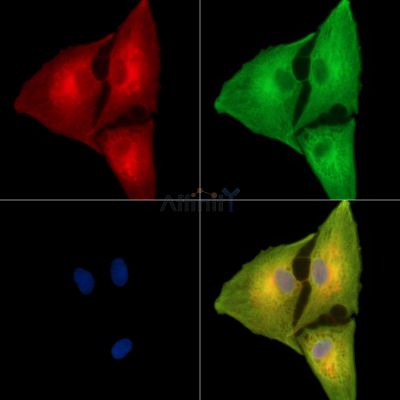 Валидация Affinity DF15276 - 11569