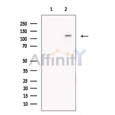 Валидация Affinity DF13630 - 9162