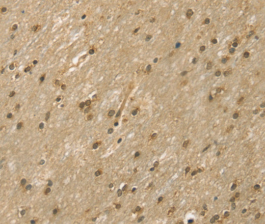 Валидация Elabscience E-AB-10383