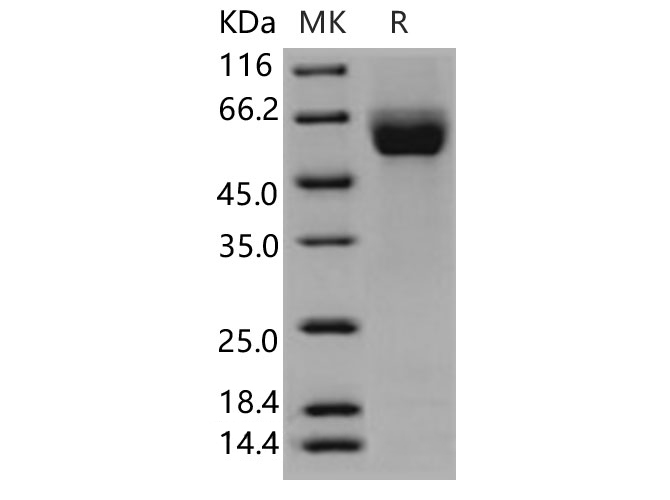 Валидация Elabscience PKSH030956(1776)
