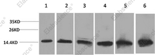 Вестерн-блоттинг, CYCS, клетки HeLa, 293T, 3T3 и ткань печени мыши и крысы, ткань почки крысы