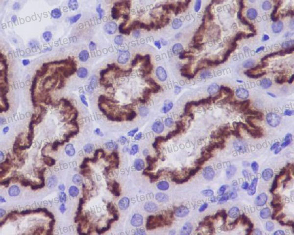 Валидация AntibodySystem RHA92502