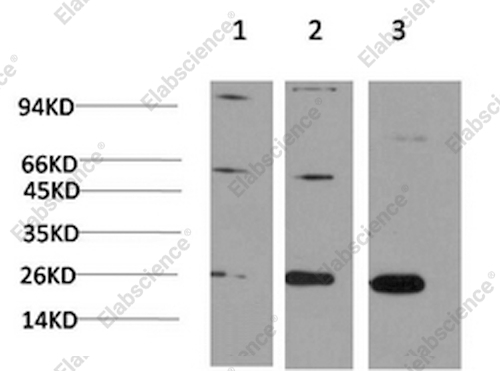 Вестерн-блоттинг, CBX3, клетки HeLa, 3T3 и PC-12