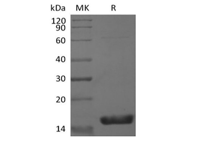 Валидация Elabscience PKSM041397(5274)