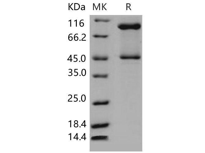 Валидация Elabscience PKSM040578(4565)