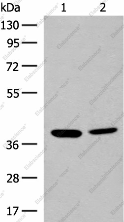 Вестерн-блоттинг, MRM1, клетки K562 и HEPG2