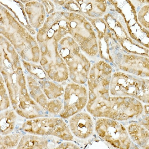 Иммуногистохимия, Hsp90β, ткань почки крысы
