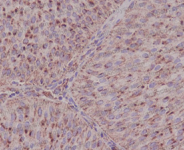 Валидация AntibodySystem RHC32002