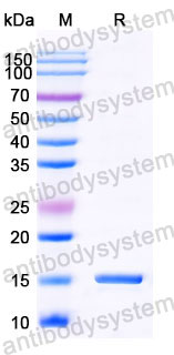 Валидация SDS-PAGE - AntibodySystem RHC07002