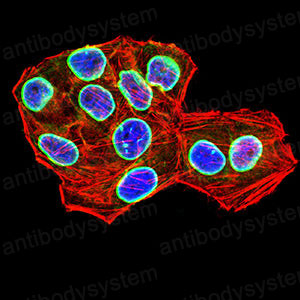 Валидация IF - AntibodySystem RHD40902