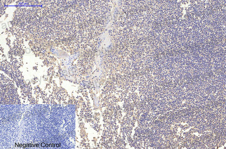 Валидация AntibodySystem RHC85501 (1123)