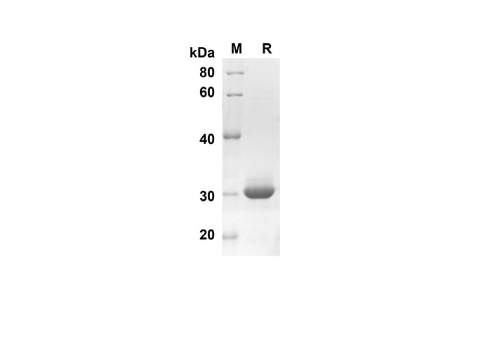 Валидация Elabscience PDEH100557(73)