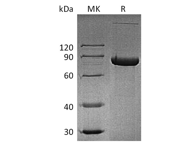 Валидация Elabscience PKSH033507(3811)