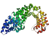 Junction Plakoglobin (JUP) Junction Plakoglobin (JUP)