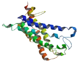 Membrane Progestin Receptor Beta (MPRb) Membrane Progestin Receptor Beta (MPRb)