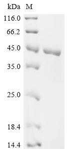 SDS-PAGE