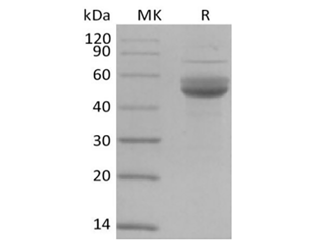 Валидация Elabscience PKSH033930(4160)