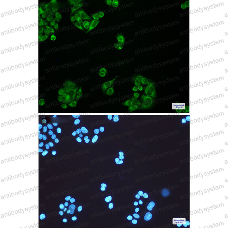 Валидация IF - AntibodySystem RHN66501