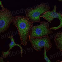 Валидация IF - AntibodySystem RHF23401