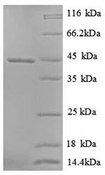 SDS-PAGE
