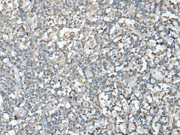 Валидация Elabscience E-AB-52416