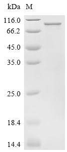 SDS-PAGE