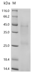 SDS-PAGE