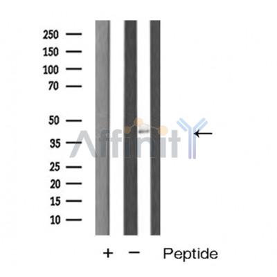 Валидация Affinity AF5181 - 2609