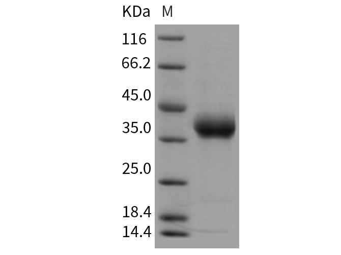 Валидация Elabscience PKSR030378(5716)