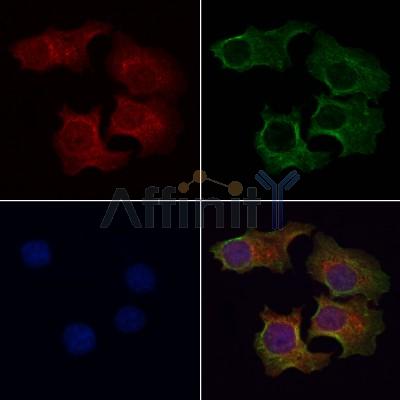 Валидация Affinity AF7539 - 4195