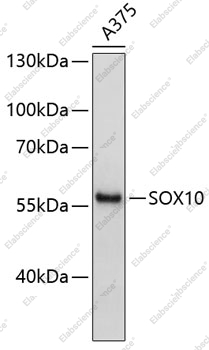 Вестерн-блоттинг, SOX10, клетки A-375