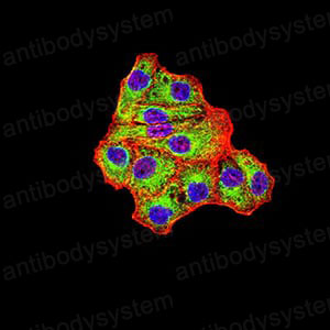 Валидация IF - AntibodySystem RHB33407