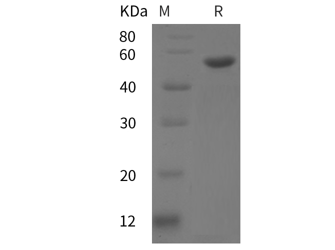 Валидация Elabscience PDEH100963(378)