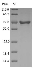 SDS-PAGE