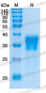 Валидация AntibodySystem AHC35001