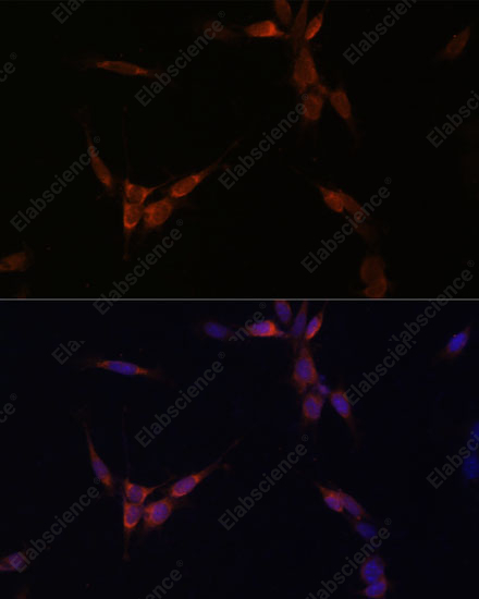 Иммунофлуоресценция, PP2A Catalytic α, клетки NIH/3T3