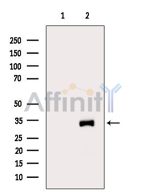 Валидация Affinity DF15970 - 12498