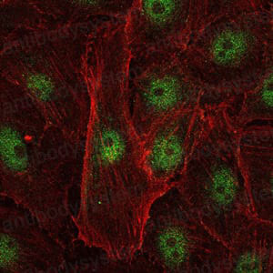 Валидация IF - AntibodySystem RHG03202