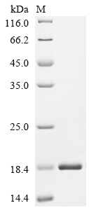 SDS-PAGE